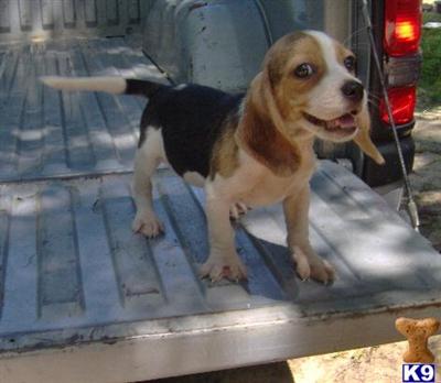 Beagle Puppies for Sale